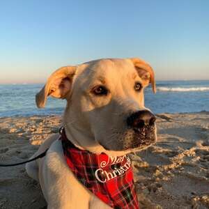 Meet your Posher, Suzanne